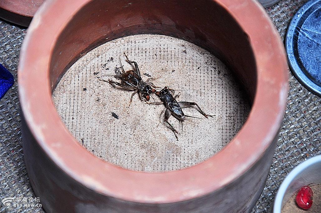 一组蟋蟀虫王争霸 斗蟋蟀