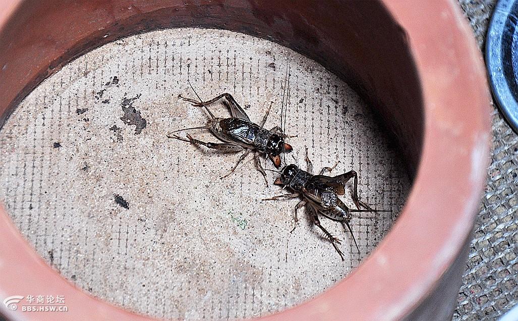 发一组奇趣蟋蟀虫王争霸 斗蟋蟀