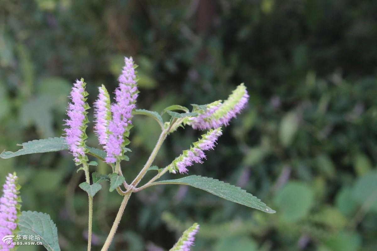 长知识奇异牙刷花原来就是紫花香薷野薄荷
