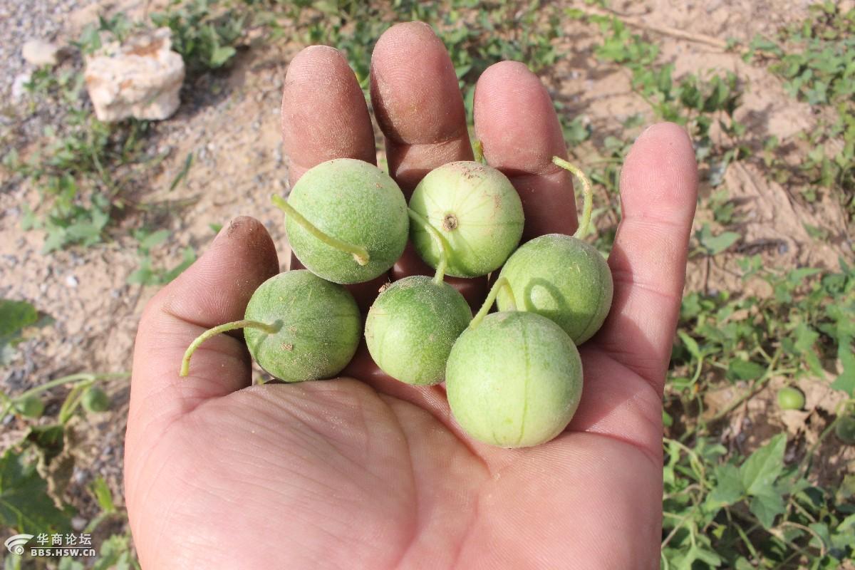 长知识小野瓜马宝蛋马泡瓜