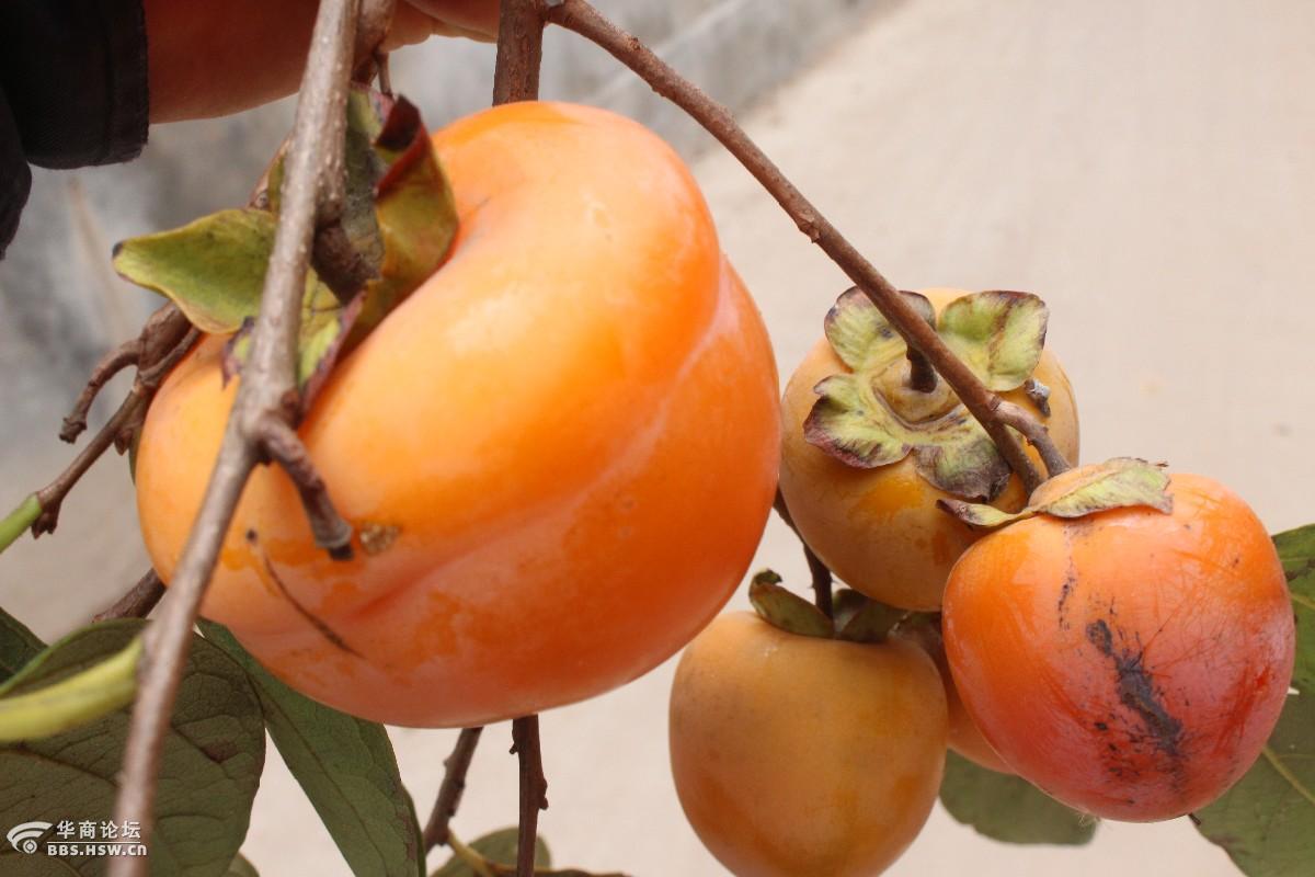 磨盘柿子大如饼
