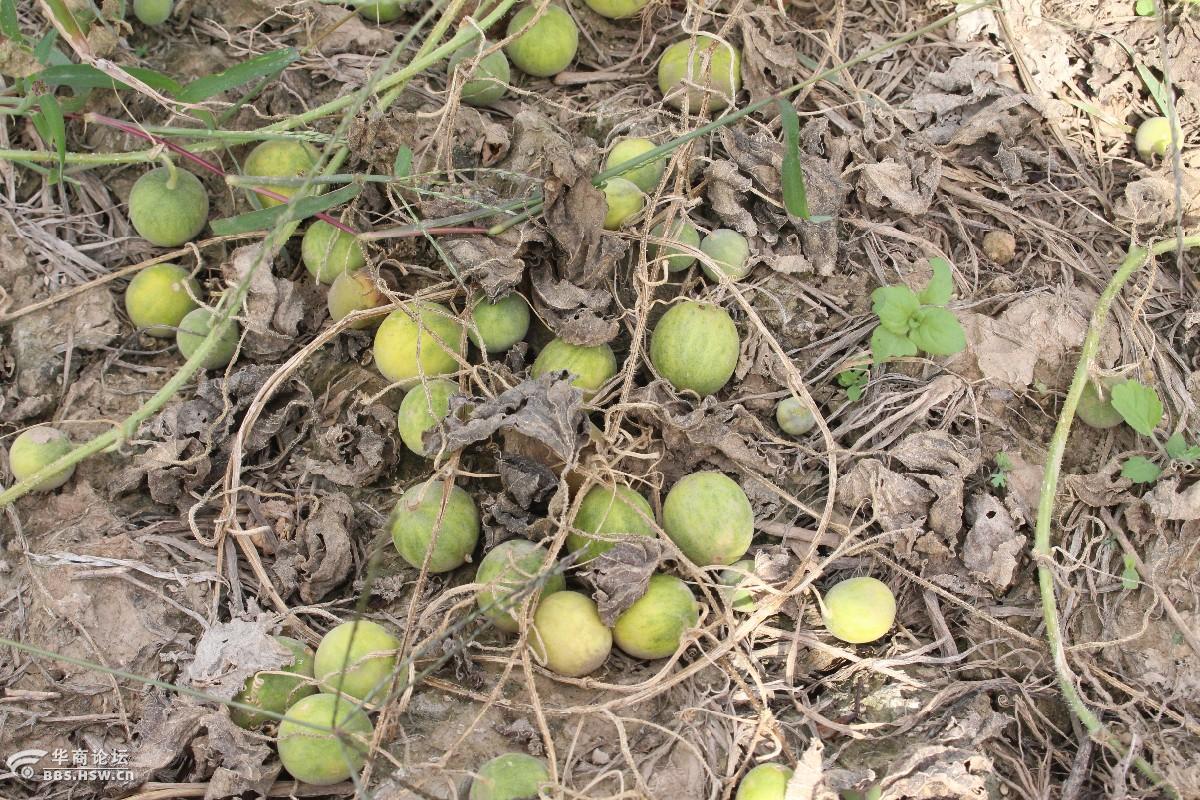 长知识小野瓜马宝蛋马泡瓜