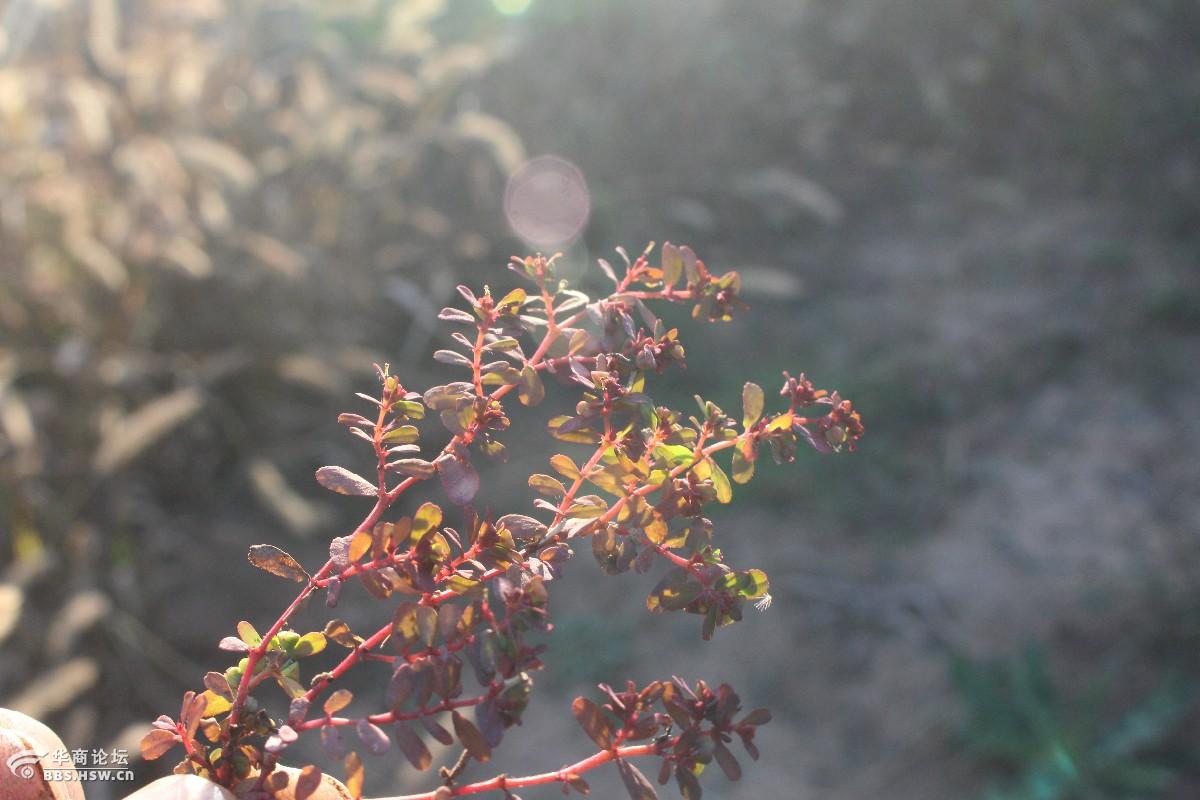 长知识地锦草红莲草