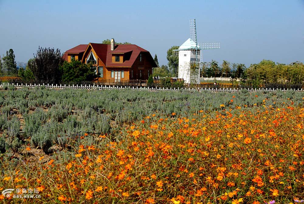 曲江农业楼观花香薰衣草庄园随拍