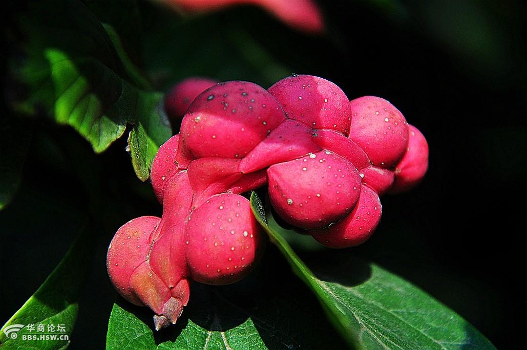 金秋玉兰花奇异果实累累