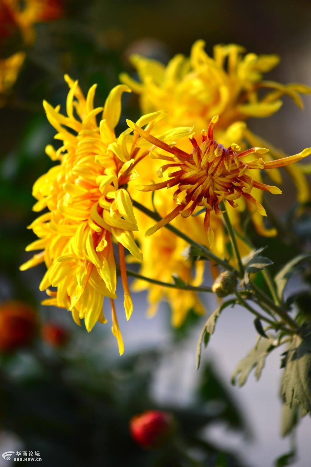 龙爪吐蕊菊香飘
