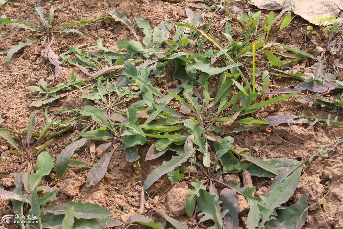 长知识苦买菜就是苦丁菜