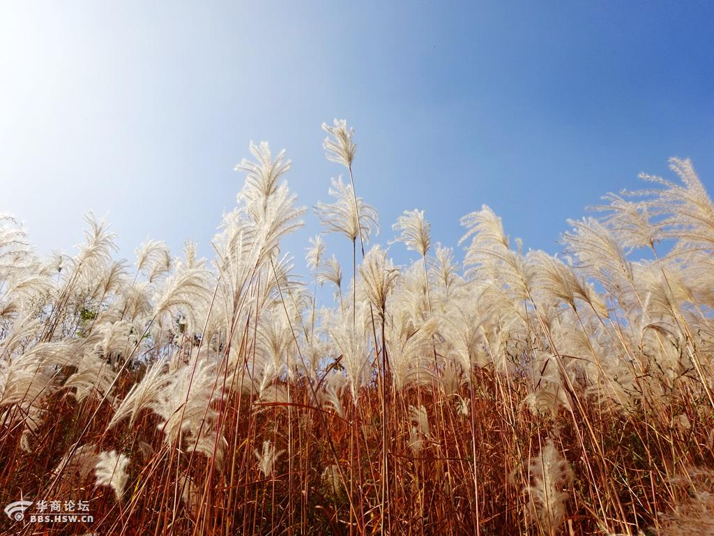 高山芒草风光芦苇荡