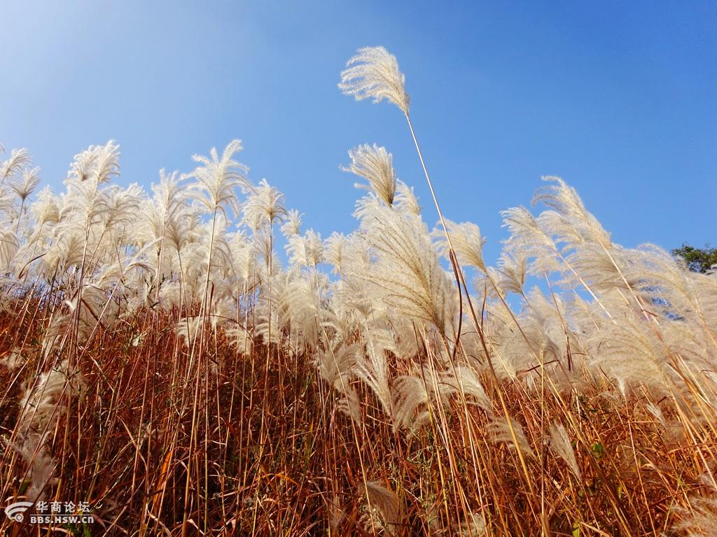 高山芒草风光芦苇荡
