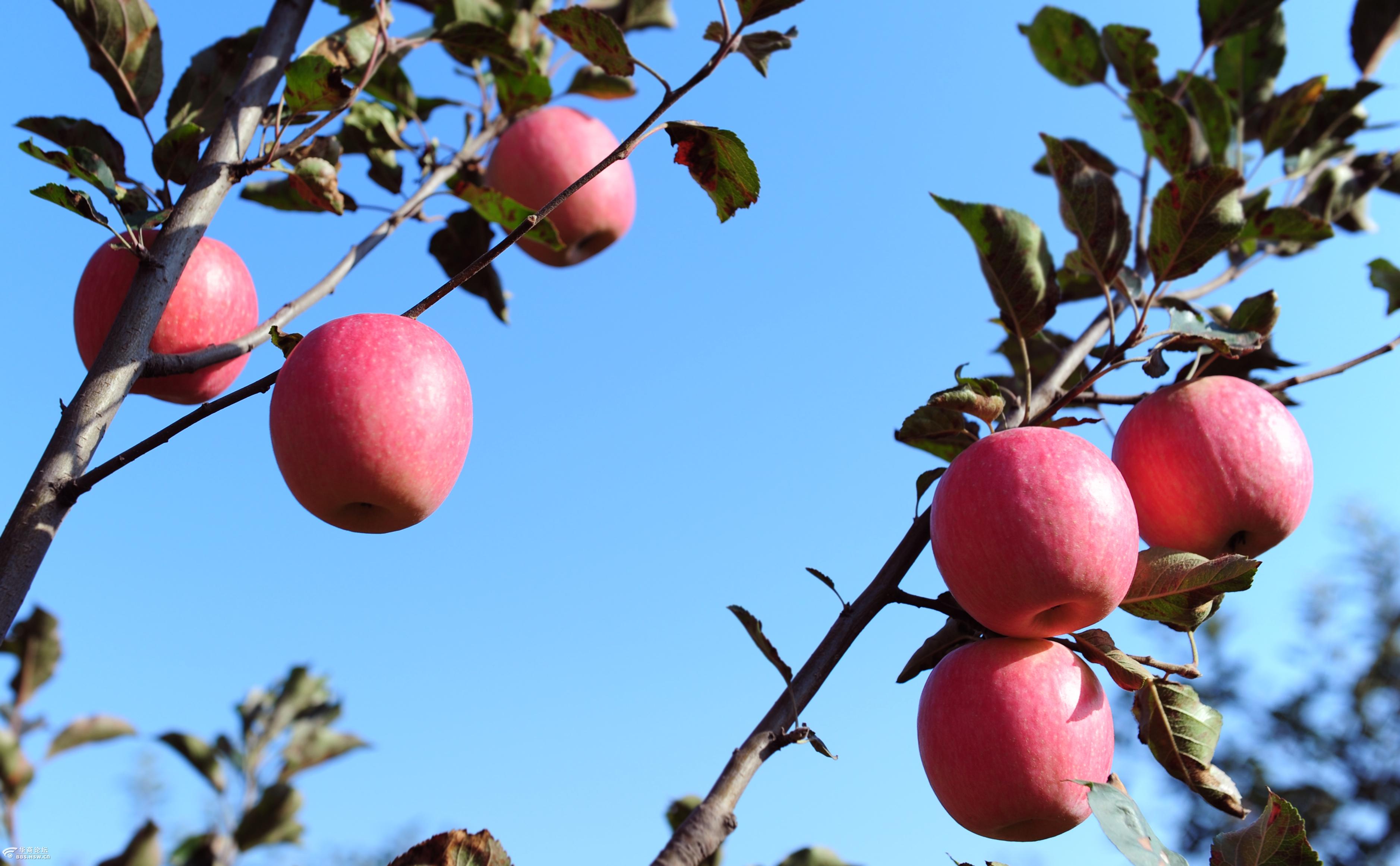 富平的苹果红了