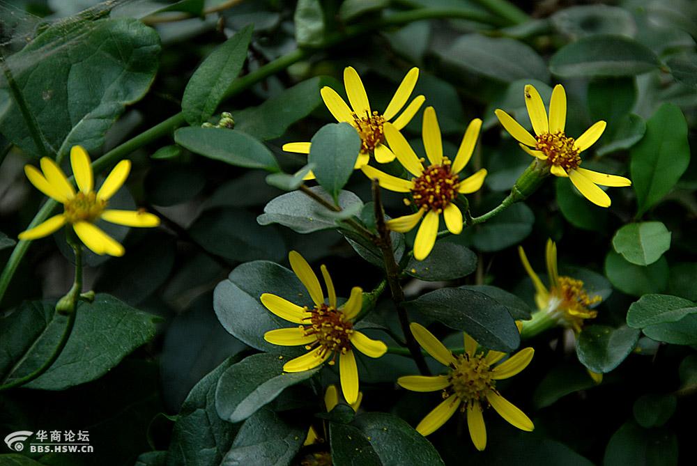 路边随拍八片花瓣的小黄花