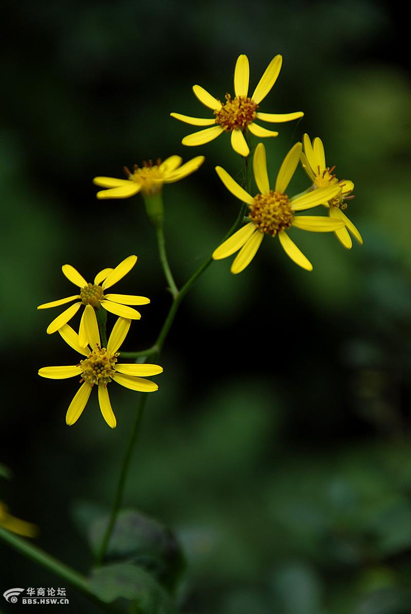 路边随拍八片花瓣的小黄花