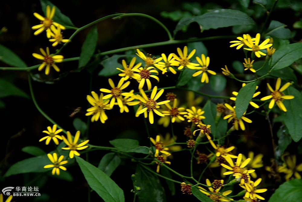 路边随拍八片花瓣的小黄花