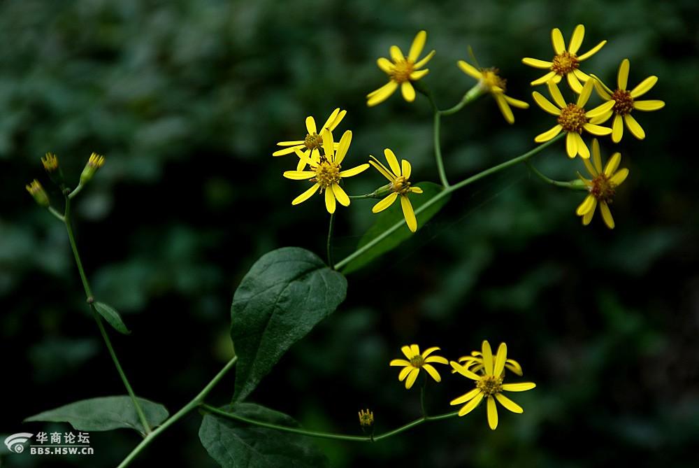 路边随拍八片花瓣的小黄花