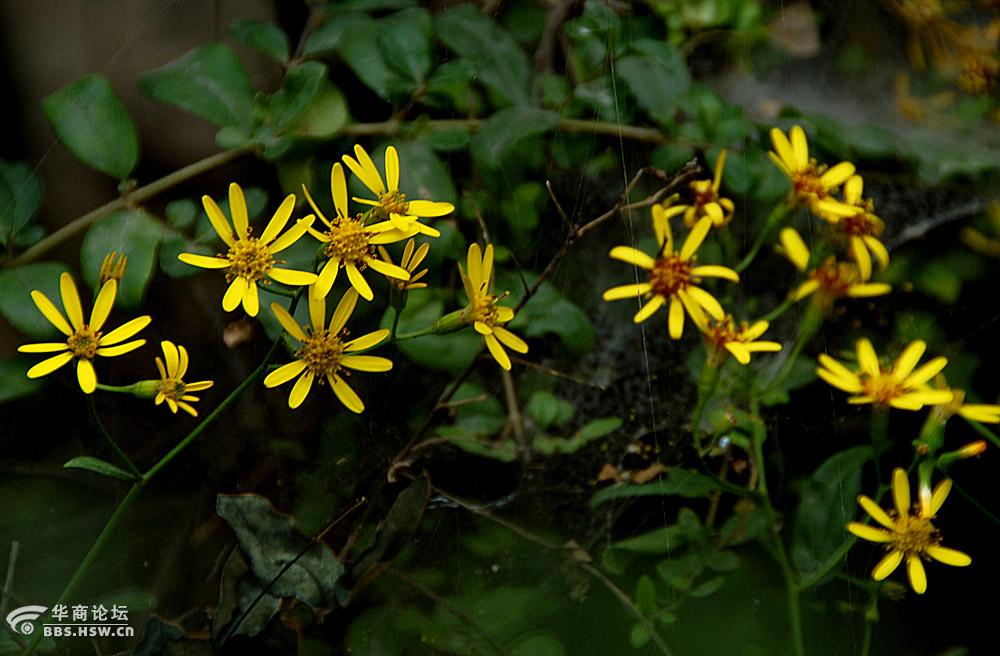 路边随拍八片花瓣的小黄花