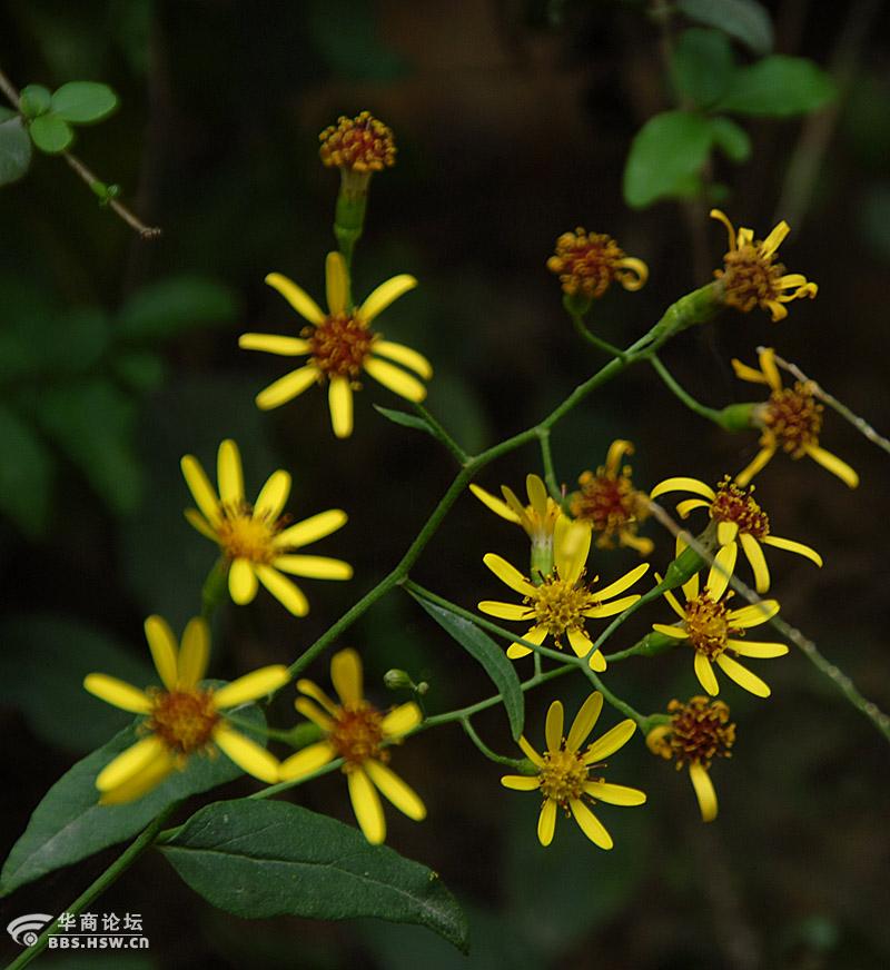 路边随拍八片花瓣的小黄花