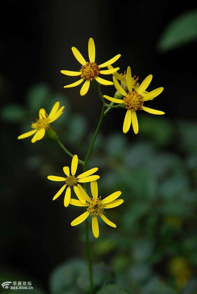 路边随拍八片花瓣的小黄花