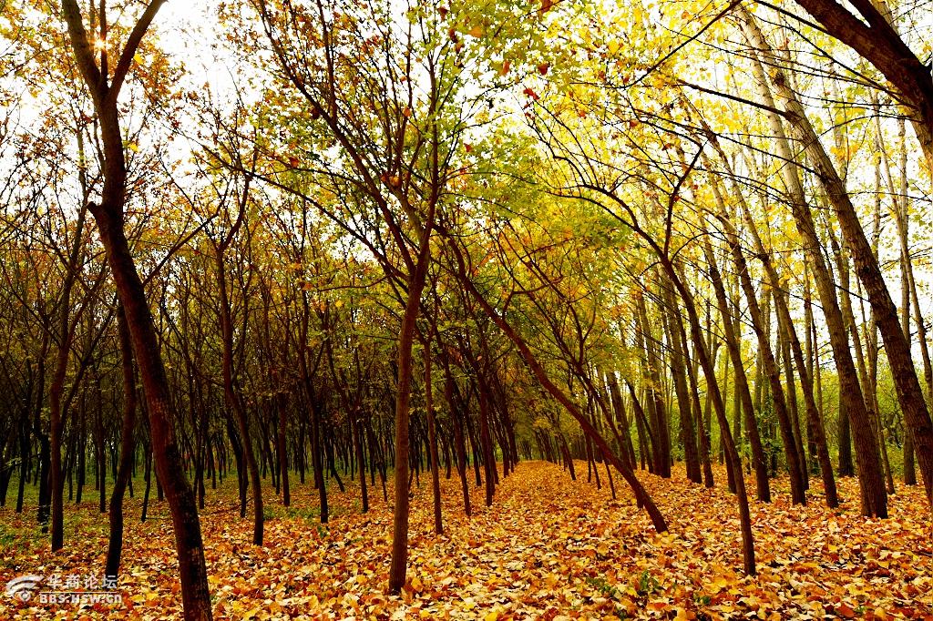 美丽西安 杜陵秋色美如画