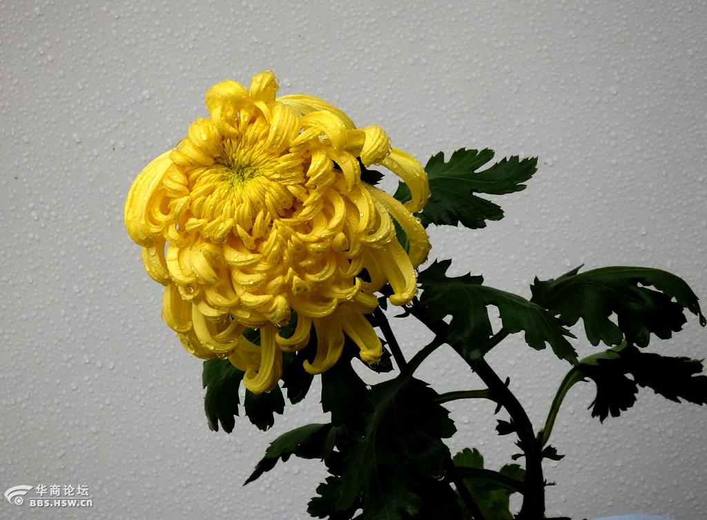 雨打菊花花更艳