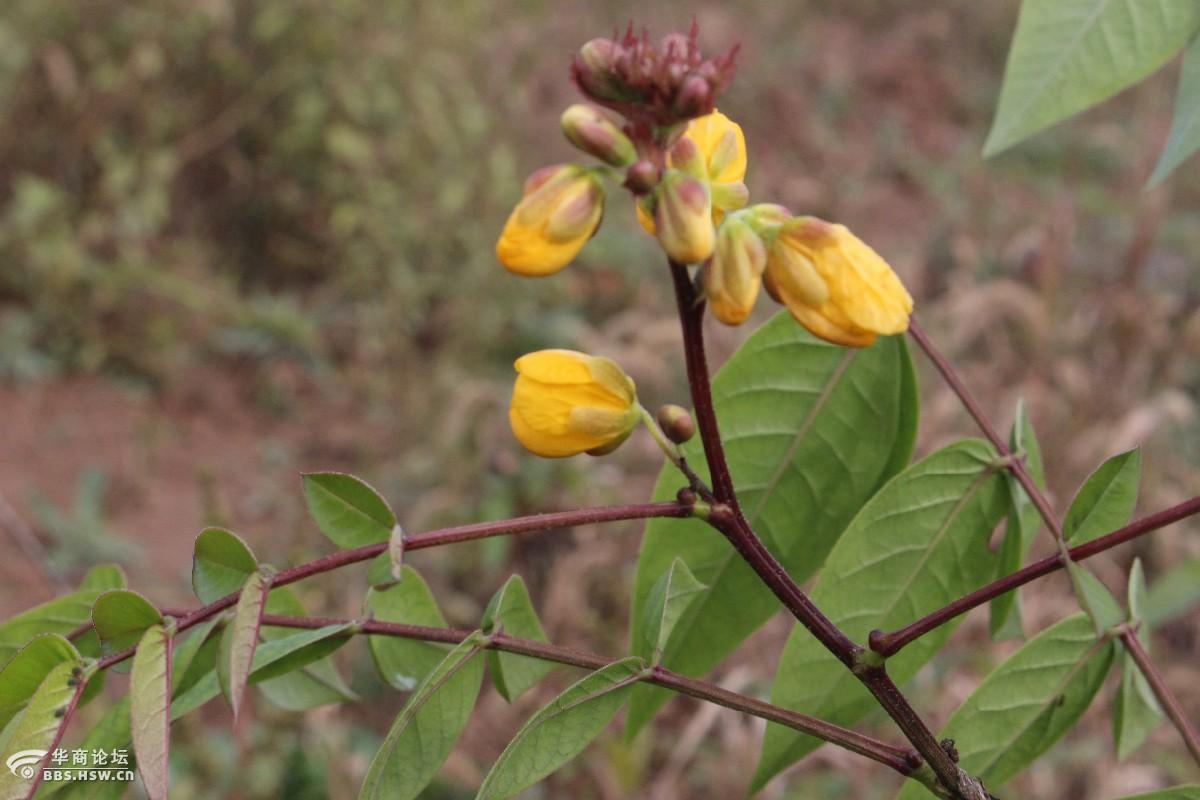 长知识蛇最怕的植物蛇灭门也叫野决明金花豹子