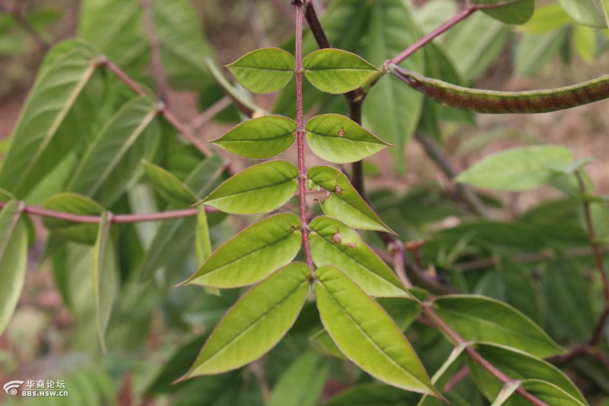 长知识蛇最怕的植物蛇灭门也叫野决明金花豹子