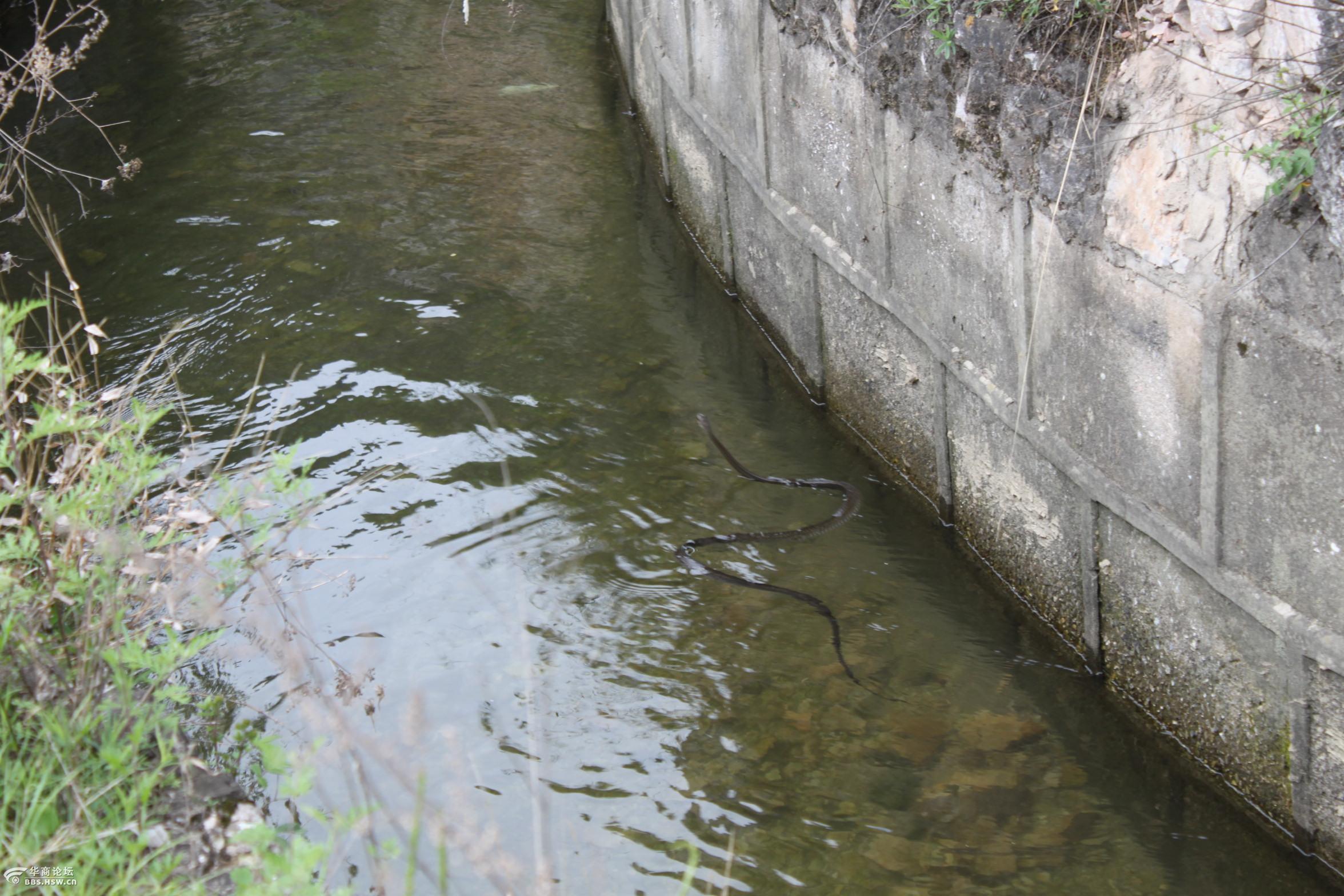 洛惠渠洛南人民的骄傲