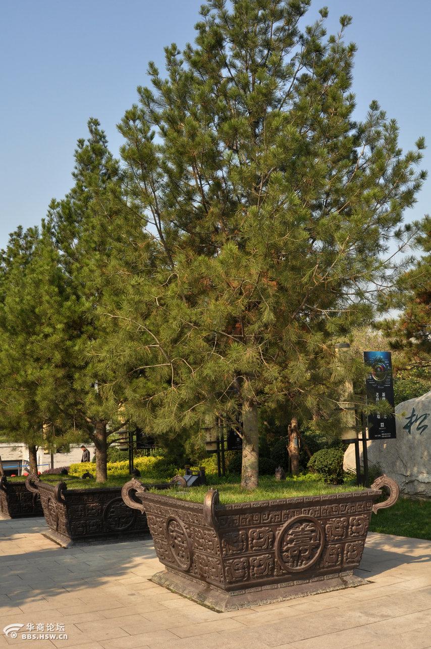 松园-西安论坛-华商论坛