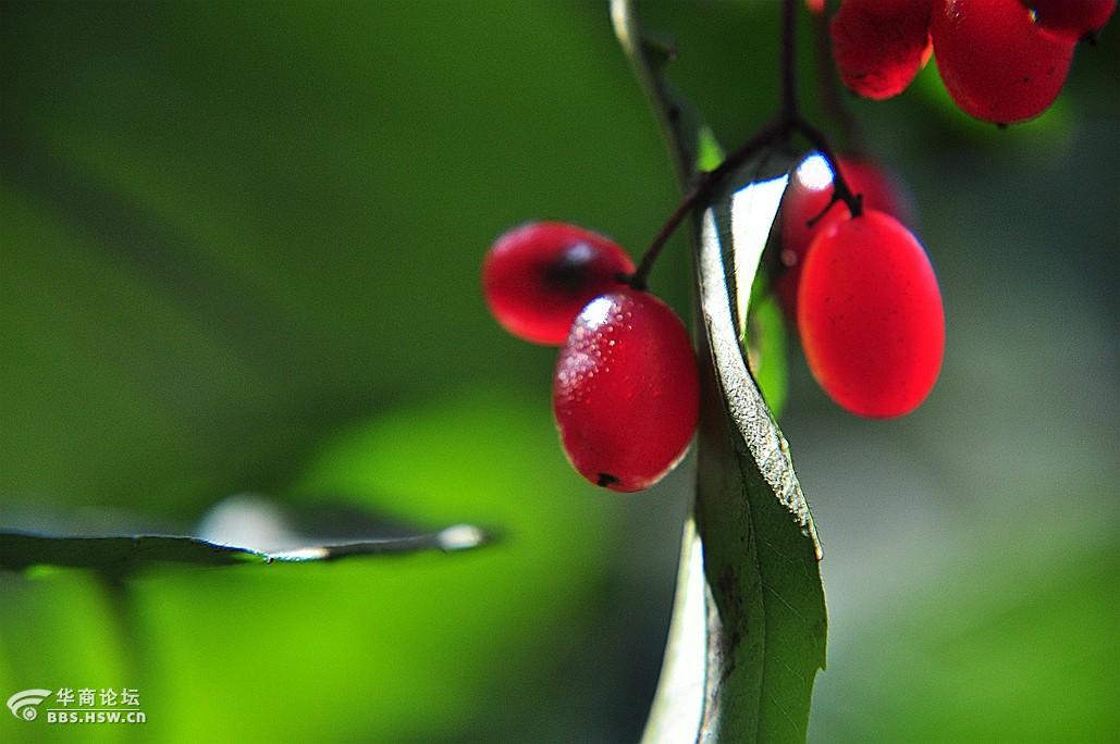 拍拍秦岭山中红豆果