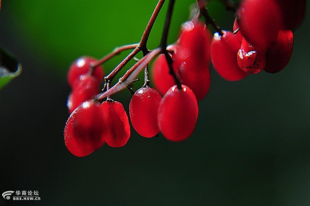 拍拍秦岭山中红豆果