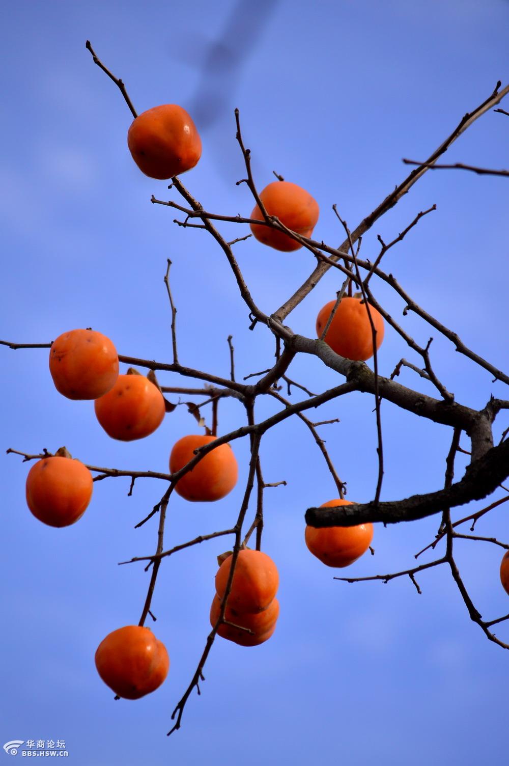 蓝天白云红柿子