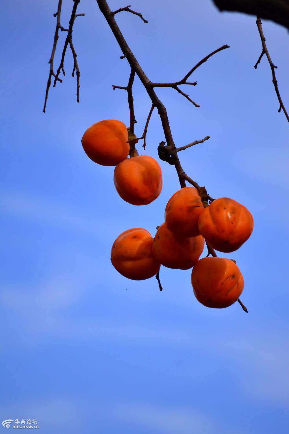 蓝天白云红柿子