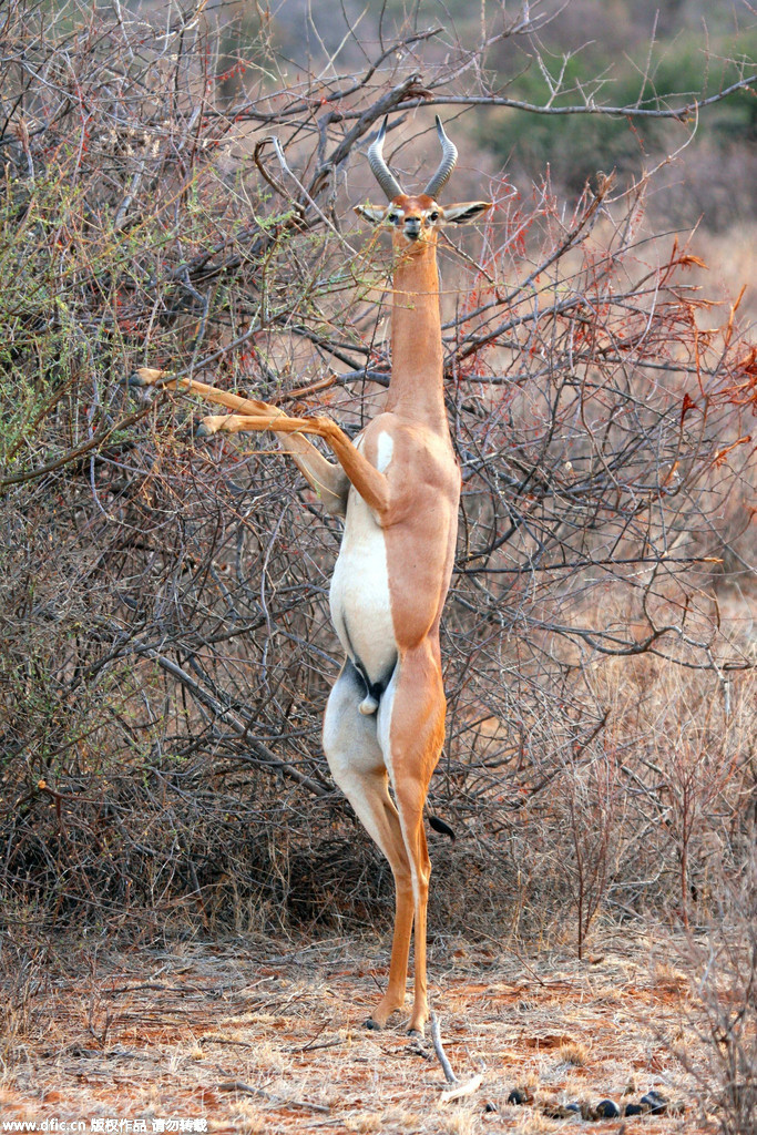 羚羊踮脚跳舞你见过吗?