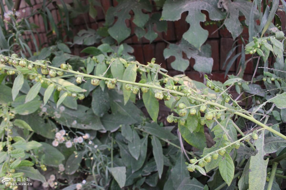 长知识中药天名精活鹿草