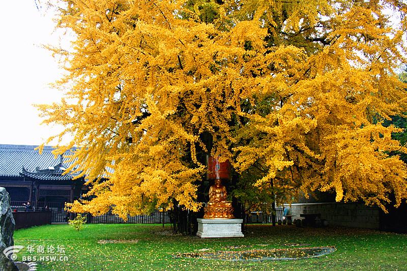 凤凰岭下一古刹千年银杏耀光华