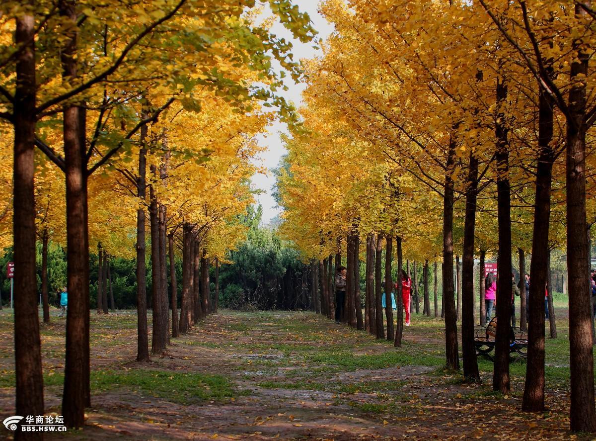 【天涯户外】11月15日汉阳陵观最美银杏林,茯苓古镇品美味休闲一日游