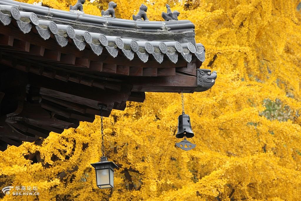 赏观音禅寺古银杏落叶之美