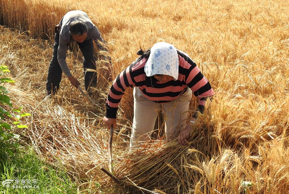 回忆过去农民手工割麦的情景