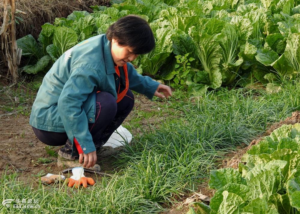 菜农生活割些韭菜回家包饺子吃