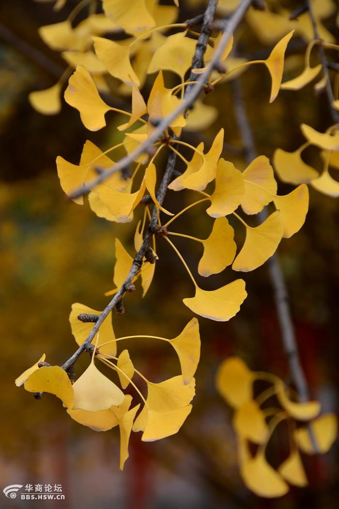 终南山下古观音禅寺内千年银杏落叶宛若黄金毯