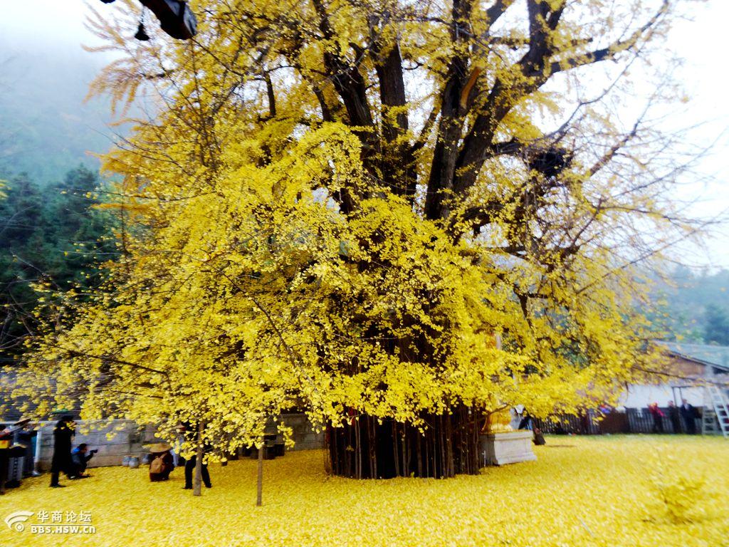 11月21日随勇者无畏观千年银杏树走祥峪和香积寺