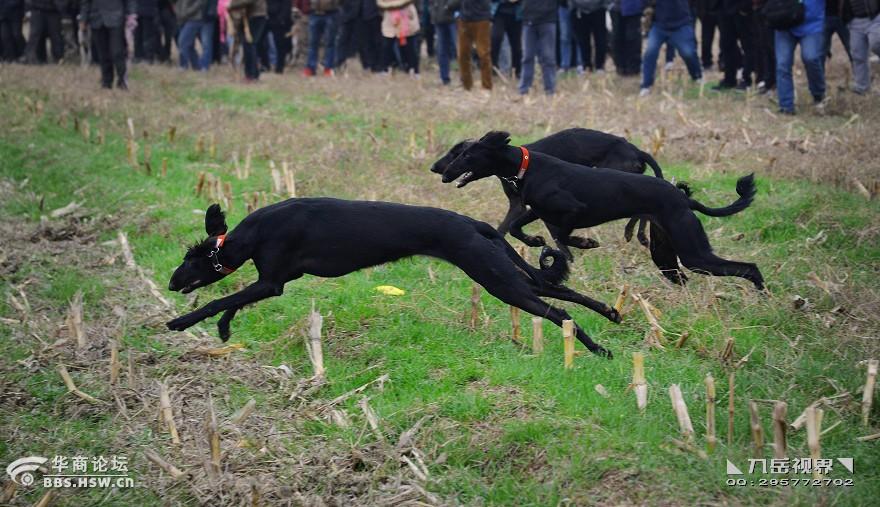 ◣九岳视界◥细狗撵兔感受速度与野性