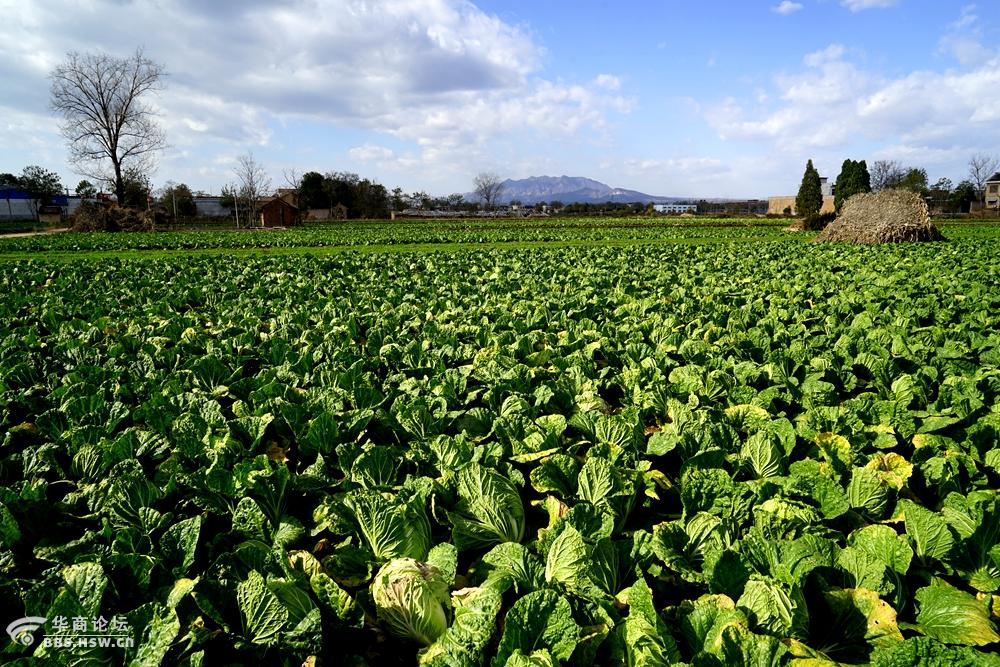 冬日里农村田间地头风光美