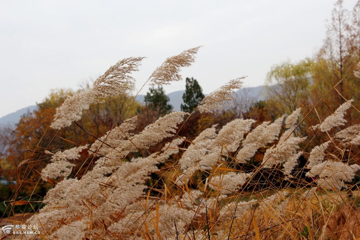 芦苇与芒草