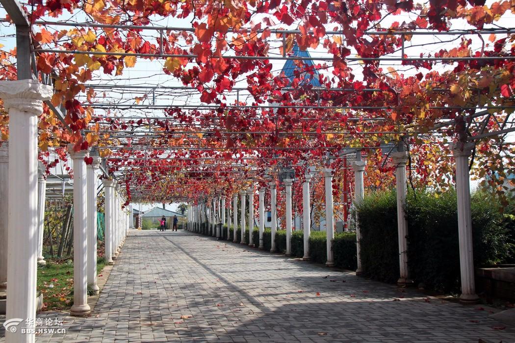 初冬日的白鹿原葡萄公园