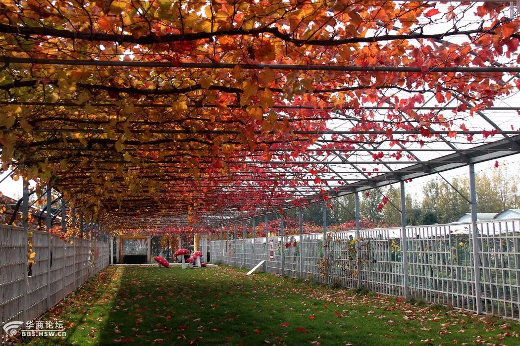 初冬日的白鹿原葡萄公园