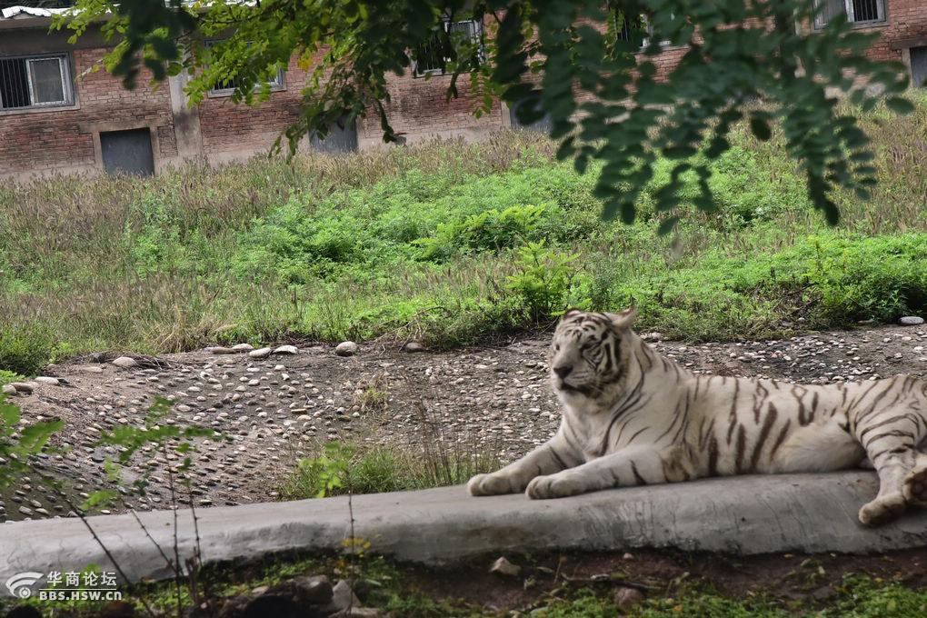第一次来西安野生动物园,感觉这里风景也很美-咸阳论坛-华商论坛