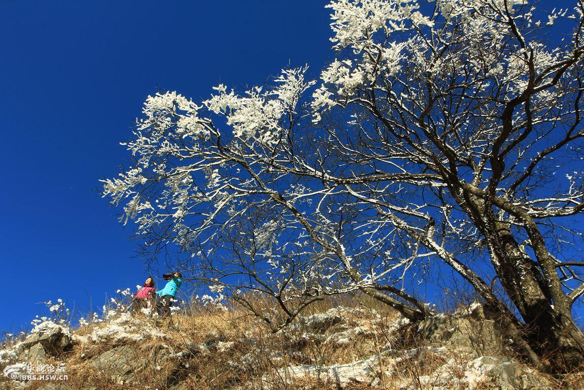 大美秦岭印象岭巅铁树梨花开随驴行天下户外登库峪草甸