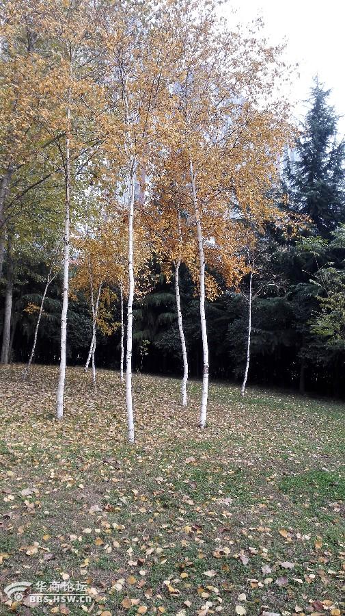 邂逅白桦林-西安论坛-华商论坛