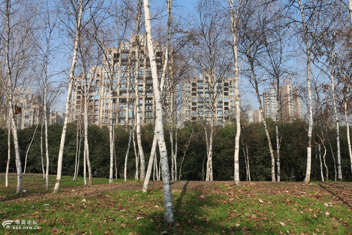 邂逅白桦林-西安论坛-华商论坛