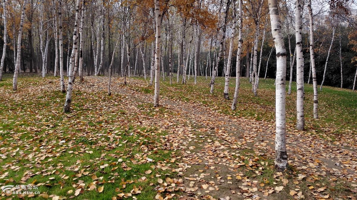 邂逅白桦林-西安论坛-华商论坛